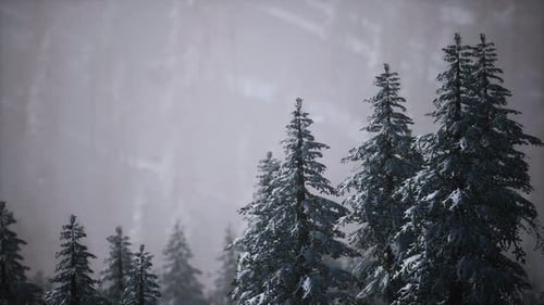 Snow Covered Pine Forest in Winter Landscape Motion Background