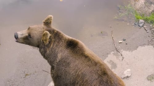 Brown Bear Sitting On The Bank Of River And Looking Around The Environment. - high angle