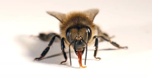 European Honey Bee, apis mellifera, Black Bee against White Background with Tongue out, Normandy
