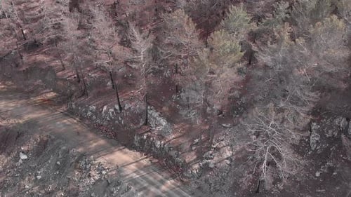 Scorched tree trunks after forest fire.