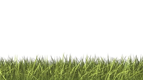 Time-lapse Animation of Growing Green Grass