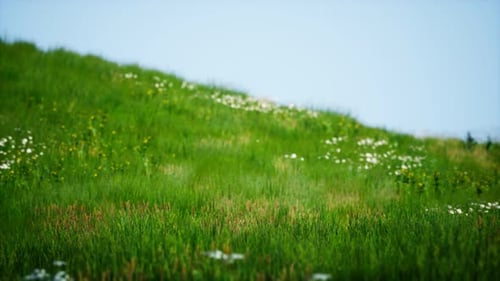 Field of Green Fresh Grass Under Blue Sky