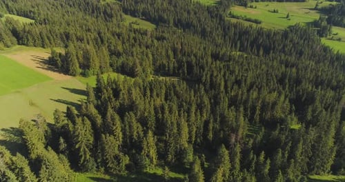 Flying Over the Beautiful Forest Trees. Landscape Panorama