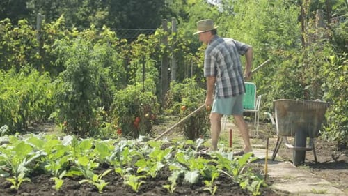 Fermier senior travaillant sur le terrain