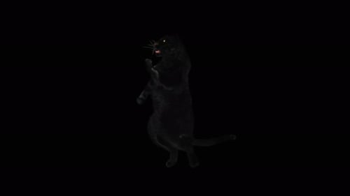 Animated Black Panther Standing on Hind Legs