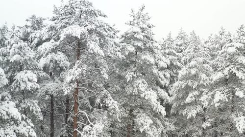 View From the Height of the Winter Forest with Snowcovered Trees in Winter