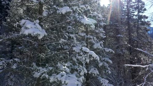 Snow Covered Forest Trees in Winter Aerial View