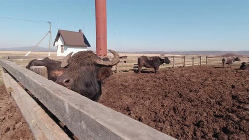 The Buffalo Chewing Slow Motion