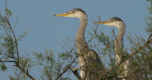 Grey heron, Ardea cinerea, Camargue, France