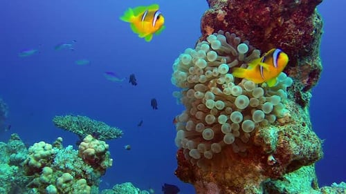 Tropical Clown Fish and Sea Anemones