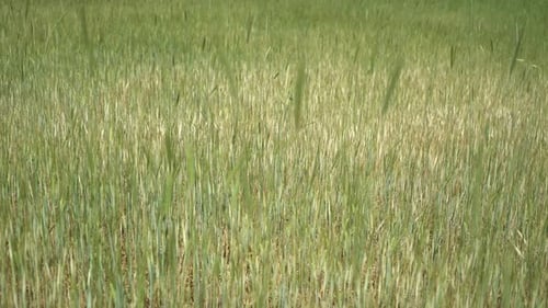 Grasses in the Green Spike Field 4K