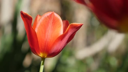 Shallow DOF red Tulipa gesneriana flower in the garden 4K 2160 30fps UltraHD footage - Didier tulip