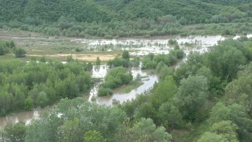 Trees on coast flooded with river water 4K drone video