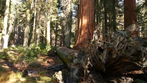 Roots of Fallen Sequoia Giant Redwood Tree Trunk in Forest