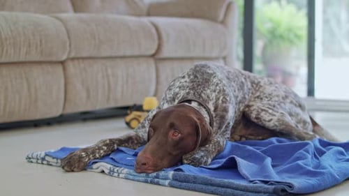 German Shorthaired Pointer Dog Resting on Blanket