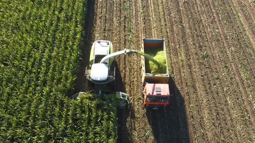 La cosechadora agrícola recoge una cosecha de maíz madura y la coloca en un remolque de tractor.