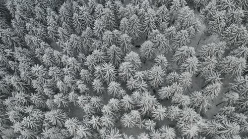 Flight Above a Frozen Forest and Trees Cover with Snow in Winter