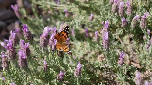 Eine bemalte Schmetterlingsfrau, die sich von Nektar ernährt und Pollen auf lila Blüten sammelt, die im Frühjahr blühen