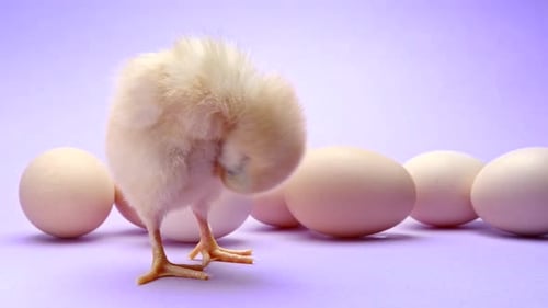 Newborn Poultry Yellow Chicken on Violet Background with Eggs in Studio