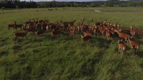 aerial deer herd in sunset circling view low 4k