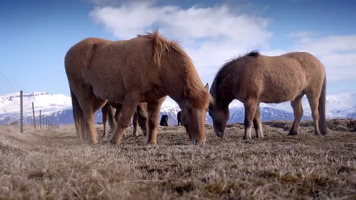 Horses Grazing in an Open Field with Mountains