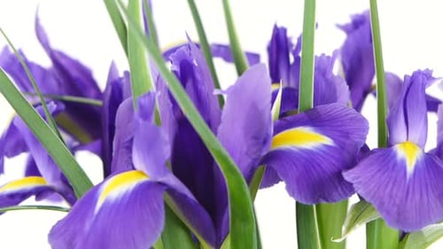 Fleurs d'iris sur fond blanc, rotation, gros plan