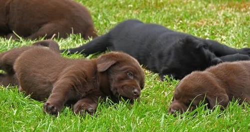 Labrador-Retriever, schwarze und braune Welpen auf dem Rasen, schlafend, Normandie, 4K Zeitlupe