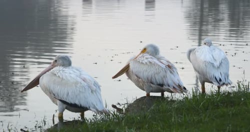 This is a video of several Pelicans resting during winter migration. This was shot in north Texas.