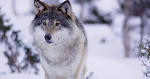 Portrait of Beautiful Norwegian Wolf in Frosty Forest
