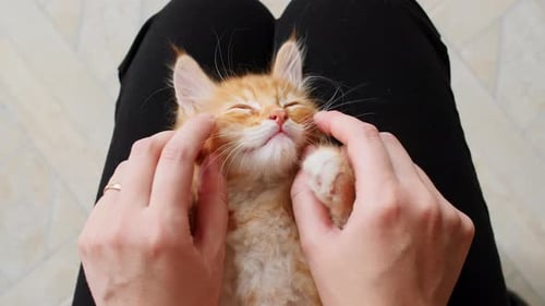 Schlafendes Ginger Kitten mit Streifen