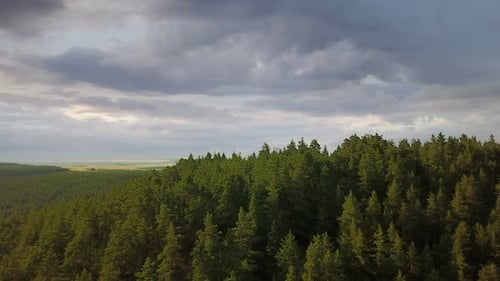 Colina del bosque