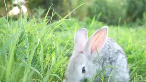Cute Fluffy Light Gray Domestic Rabbit with Big Mustaches Ears Eats Young Juicy Green Grass Bright