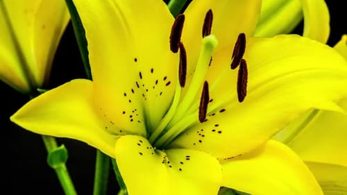 Yellow Lily Flower Blooming Time Lapse Close-Up