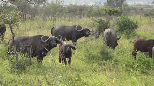 Cape Buffalo Herd Grazing in African Savanna