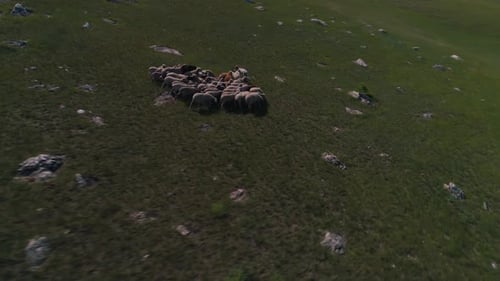 Aerial View of Sheep Grazing on Green Hillside