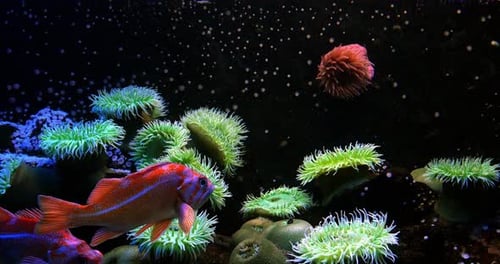 Canary Rockfish, sebastes pinniger, Real Time 4K