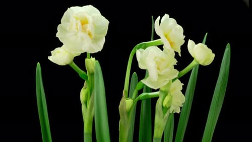 Fleur de narcisse blanche en fleurs