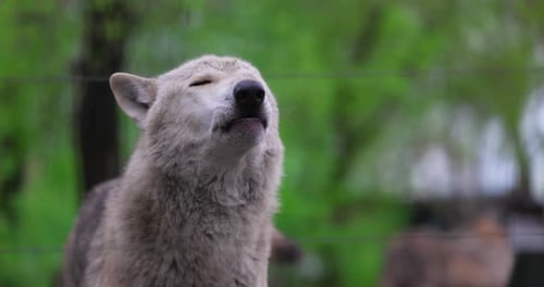 Portrait of a Grey Wolf Canis Lupus in Summer Forest