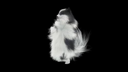 Playful Black and White Puppy Dancing Animation with Alpha Channel