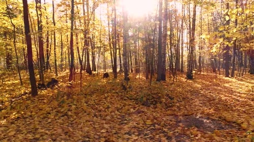 Colorful Autumn Forest Wood