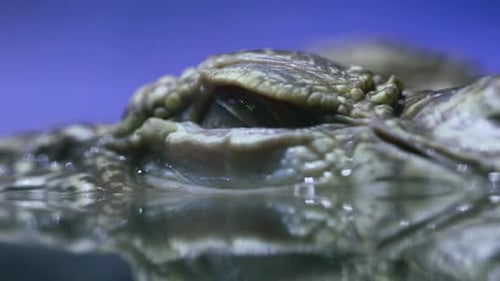 Siamesisches Krokodil Crocodylus Siamensis