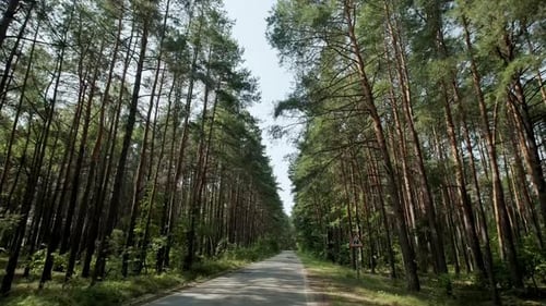 POV Wide View of The Car Goes on the Road Through a Pine Forest