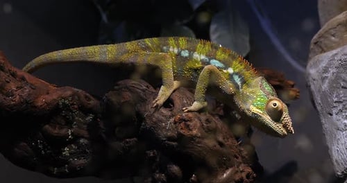 Caméléon panthère, furcifer pardalis, adulte debout sur une branche, Madagascar, ralenti 4K