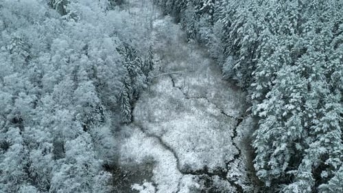 Snowy Forest Aerial Landscape in Winter