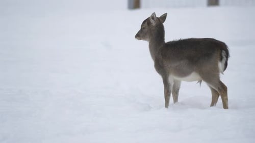 Baby deer in the snow