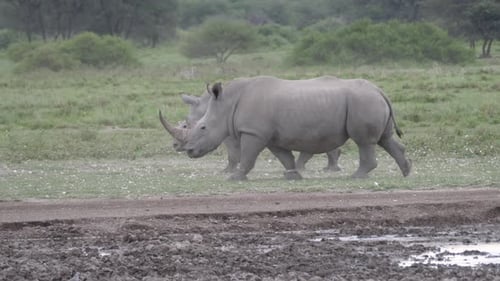 Two rhinos walking around