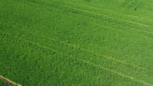 Drone flight over a green field of wheat. Beautiful field of wheat organics on a bright sunny day.