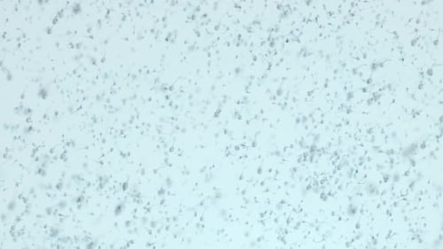 verschiedene Lebensformen in einem Wassertropfen. Die Simulation des Protozoenorganismus hat Schleife