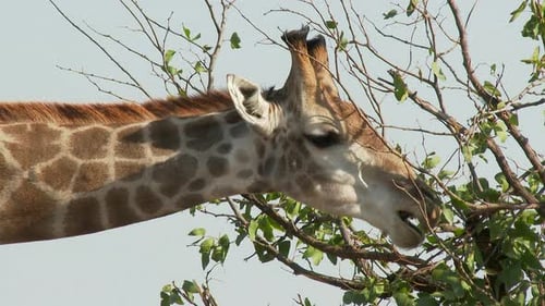 Giraffe (Giraffa Giraffa Giraffa Giraffa) Nahaufnahme von der Spitze eines Baumes essen, kauen, in die Kamera schauen. Lo