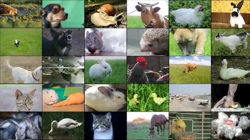 Animated video walls with many animals. Video collage